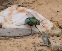 Chrysorutilia