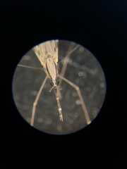 Anopheles franciscanus