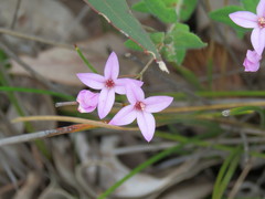 Boronia ovata