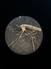 Anopheles franciscanus