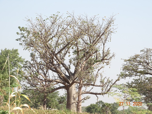African baobab