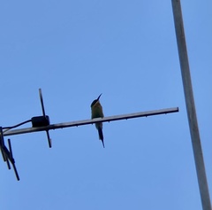 Merops philippinus
