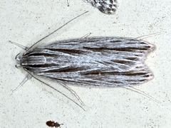 Leistarcha scitissimella