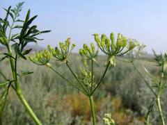 Sphallerocarpus gracilis