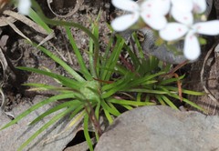 Stylidium guttatum