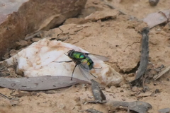 Chrysorutilia