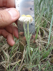 Erigeron pumilus pumilus