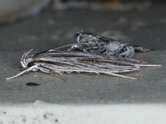 Leistarcha scitissimella