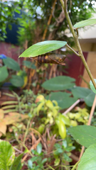 Graphium agamemnon menides