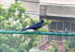 Corvus splendens