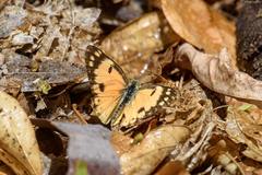 Colotis calais crowleyi