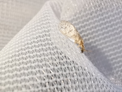 Sympherobius pygmaeus