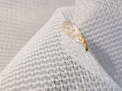 Sympherobius pygmaeus