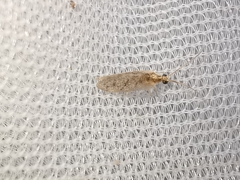 Sympherobius pygmaeus