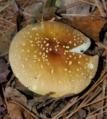 Amanita flavivolva image