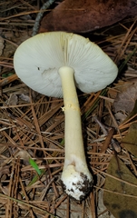 Amanita flavivolva image