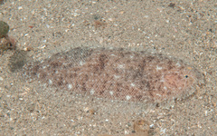 Aseraggodes lenisquamis