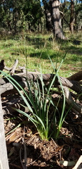 Dianella amoena