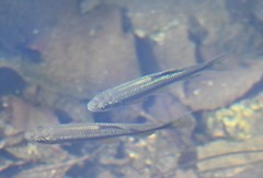 Nipponocypris temminckii