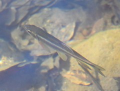 Nipponocypris temminckii