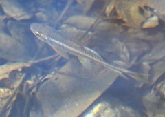 Nipponocypris temminckii