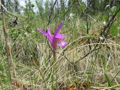 Arethusa bulbosa