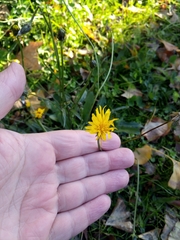 Crepis biennis