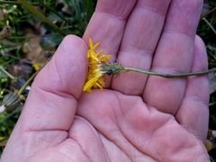 Crepis biennis