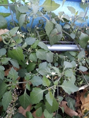 Solanum nigrum