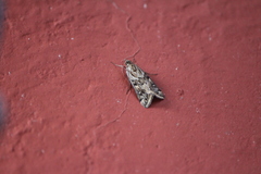 Loxostege cereralis