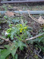Senecio vulgaris