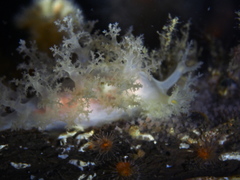 Dendronotus lacteus