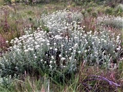 Helichrysum panduratum