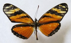 Eresia ithomioides alsina