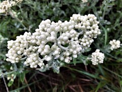 Helichrysum panduratum