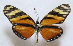 Eresia ithomioides alsina