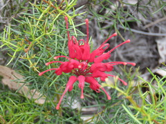 Grevillea wilsonii