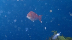 Bodianus unimaculatus