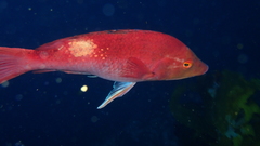 Bodianus unimaculatus