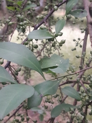 Achatocarpus praecox