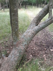 Achatocarpus praecox