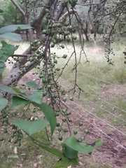 Achatocarpus praecox