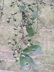 Achatocarpus praecox