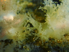 Dendronotus lacteus