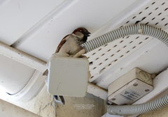 Passer domesticus