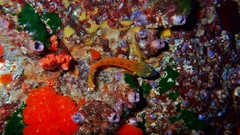 Notoclinops yaldwyni