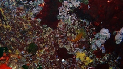 Notoclinops yaldwyni