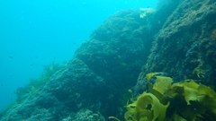 Forsterygion maryannae