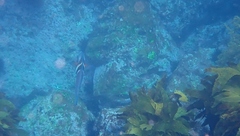 Forsterygion maryannae