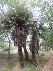 Trithrinax campestris